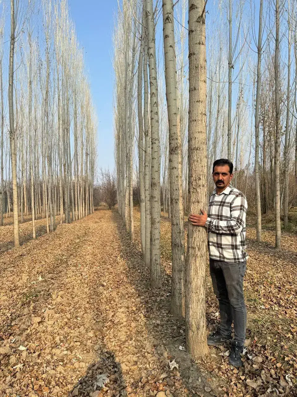 فروش انواع نهال غیر مثمر و مثمر نهالستان سالم|خدمات باغبانی و درختکاری|قمرود, |دیوار