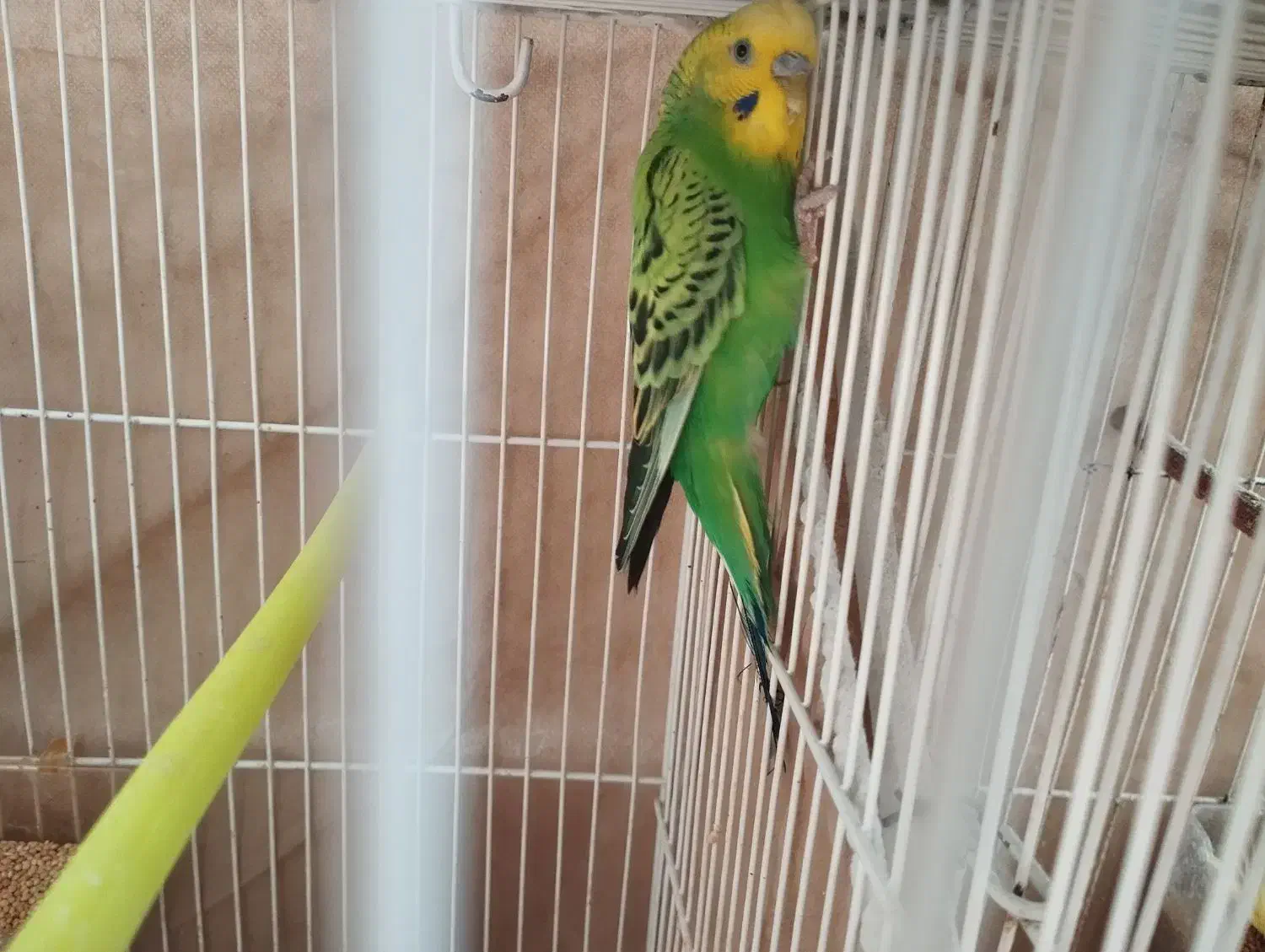 جفت مرغ عشق. اماده|پرنده|تربت جام, جامی|دیوار