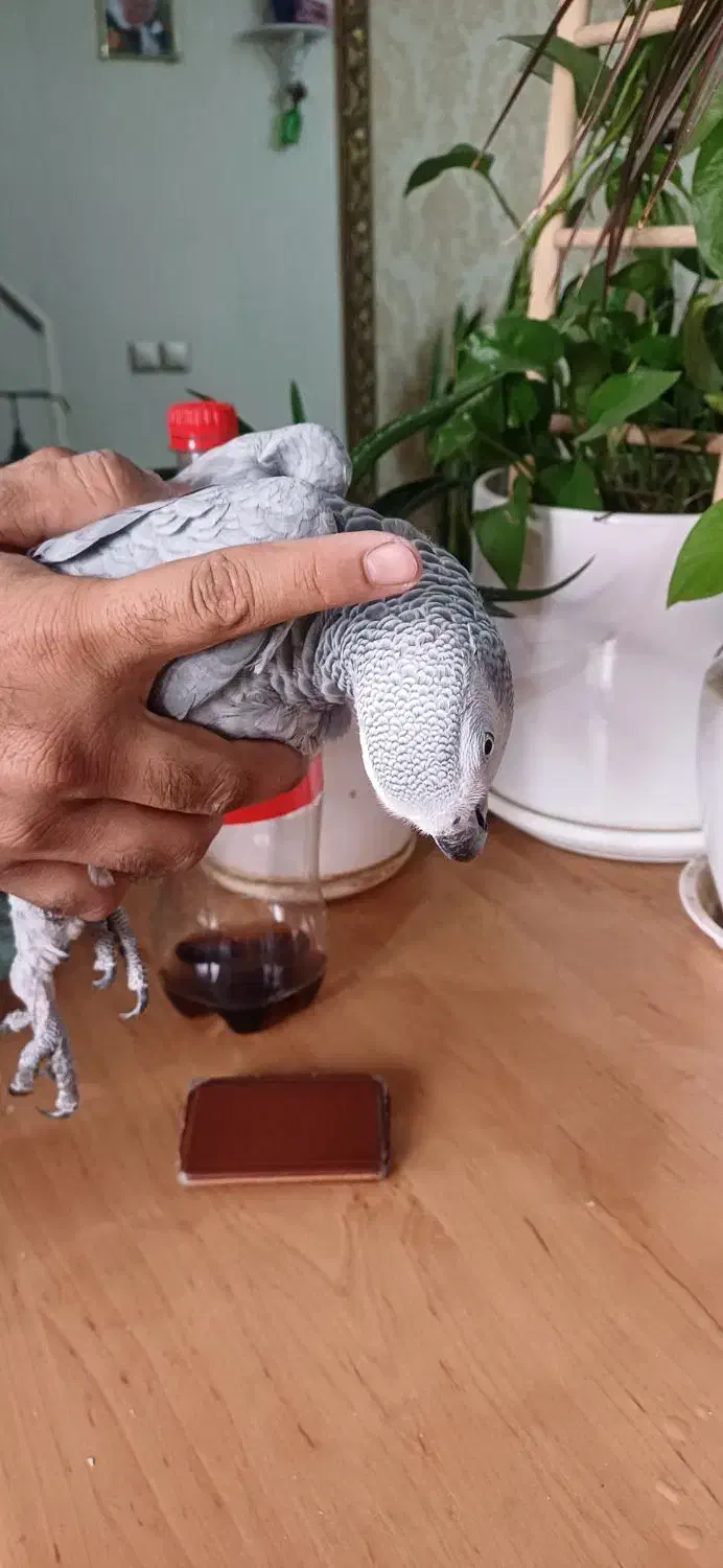 کاسکو پر صحبت باهوش درشت شاه تخم زیبا|پرنده|تهران, اسکندری|دیوار