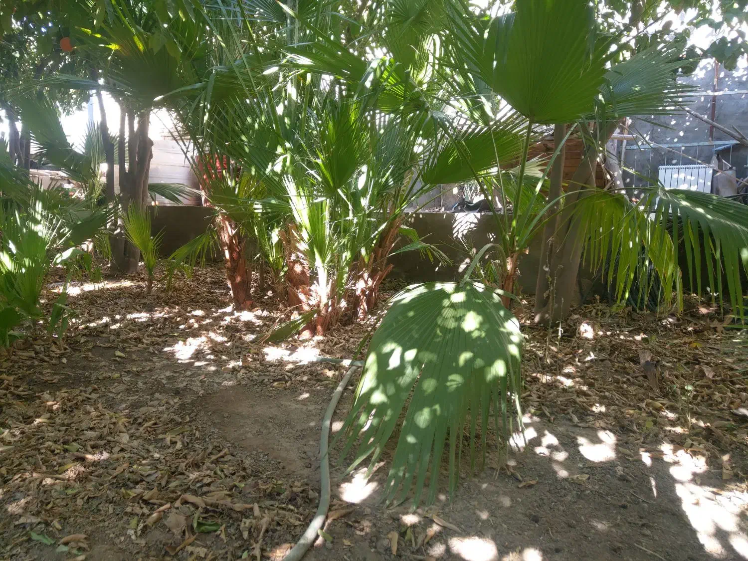 تعدای نهال پالم|گل و گیاه طبیعی|یزد, |دیوار