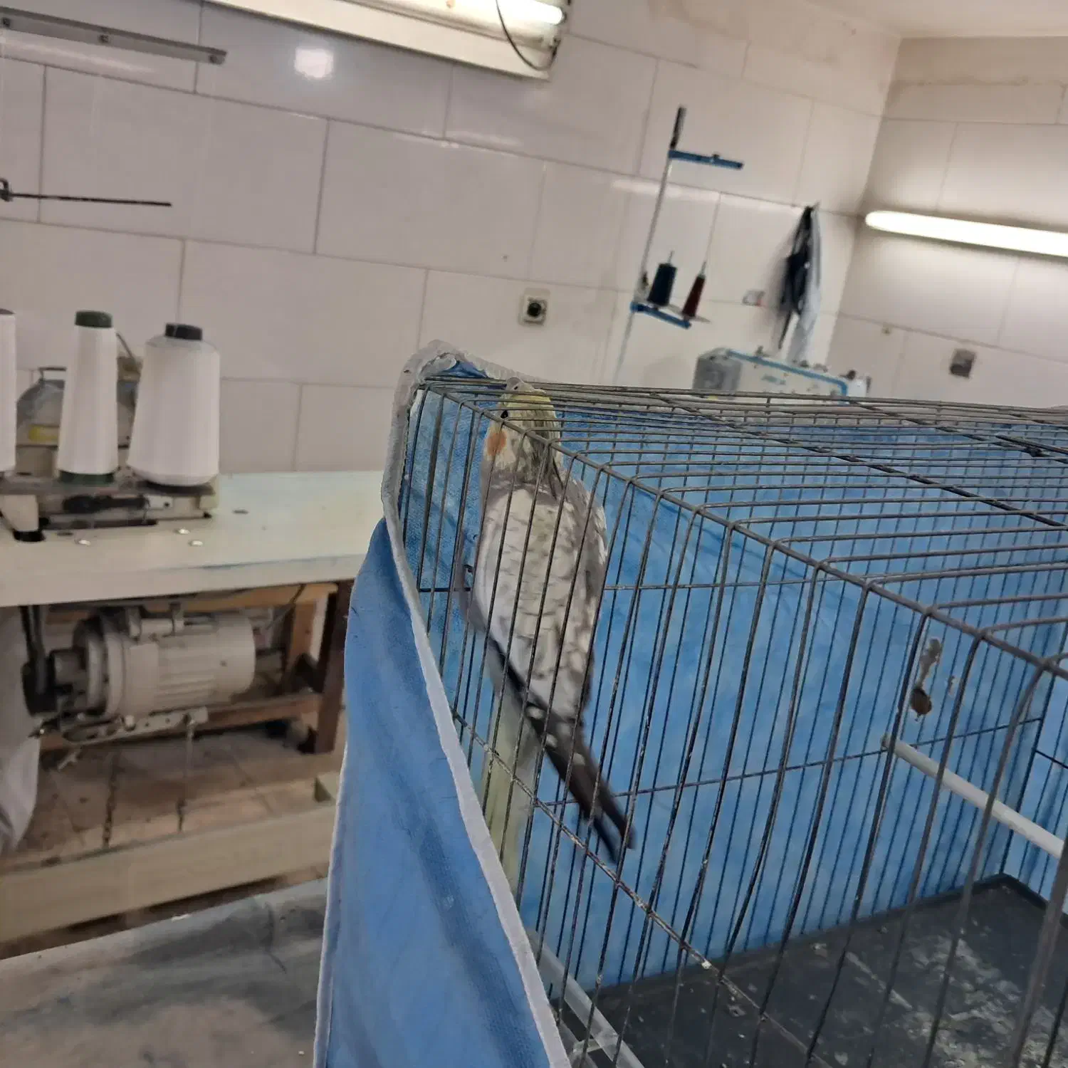 عروس هلندی ماده|پرنده|پاکدشت, پاکدشت (مامازند)|دیوار