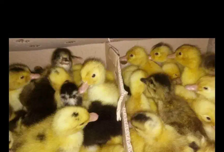 جوجه مرغ  اردک. غاز|حیوانات مزرعه|تربت‌حیدریه, ۴۵ متری|دیوار