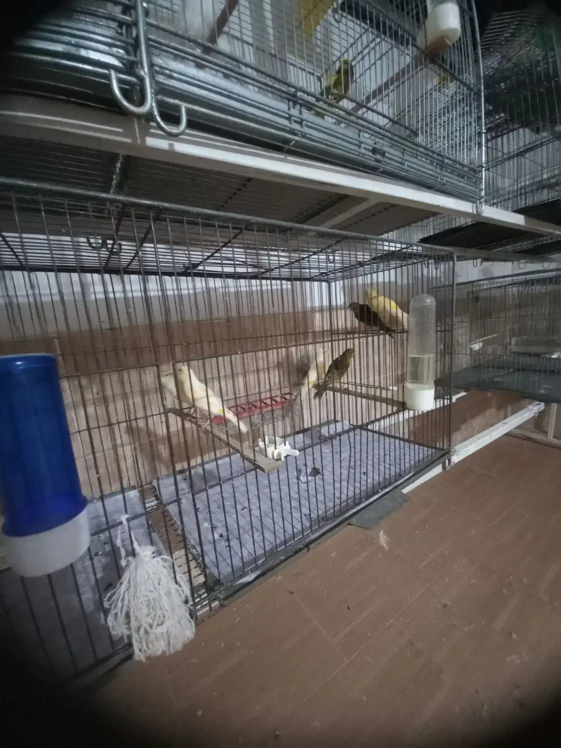 ماده قناری آماده جفت|پرنده|رفسنجان, |دیوار