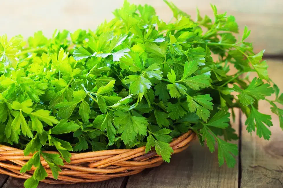 مصارف آشپزی|خوردنی و آشامیدنی|قم, حاج خلیل|دیوار