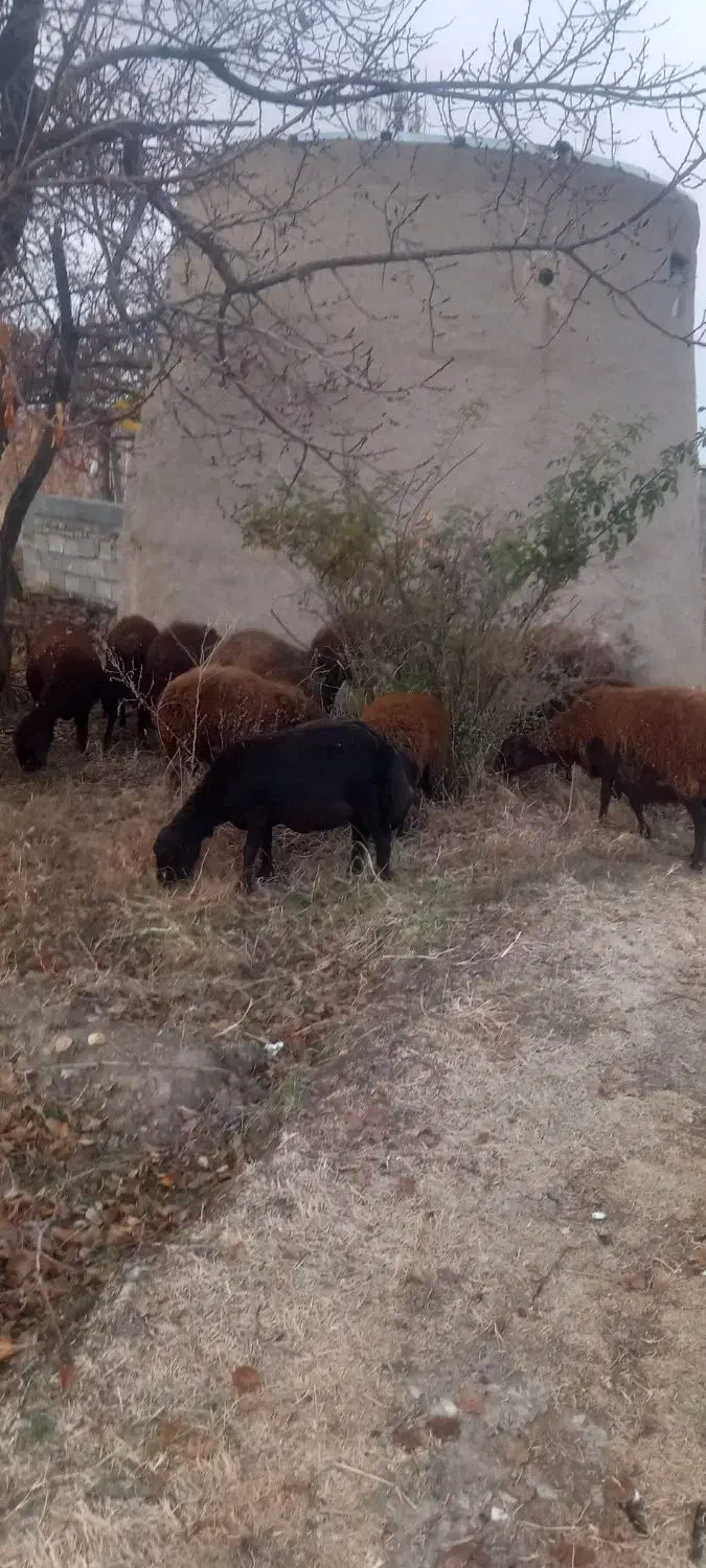 گوسفند|حیوانات مزرعه|نوشین شهر, |دیوار