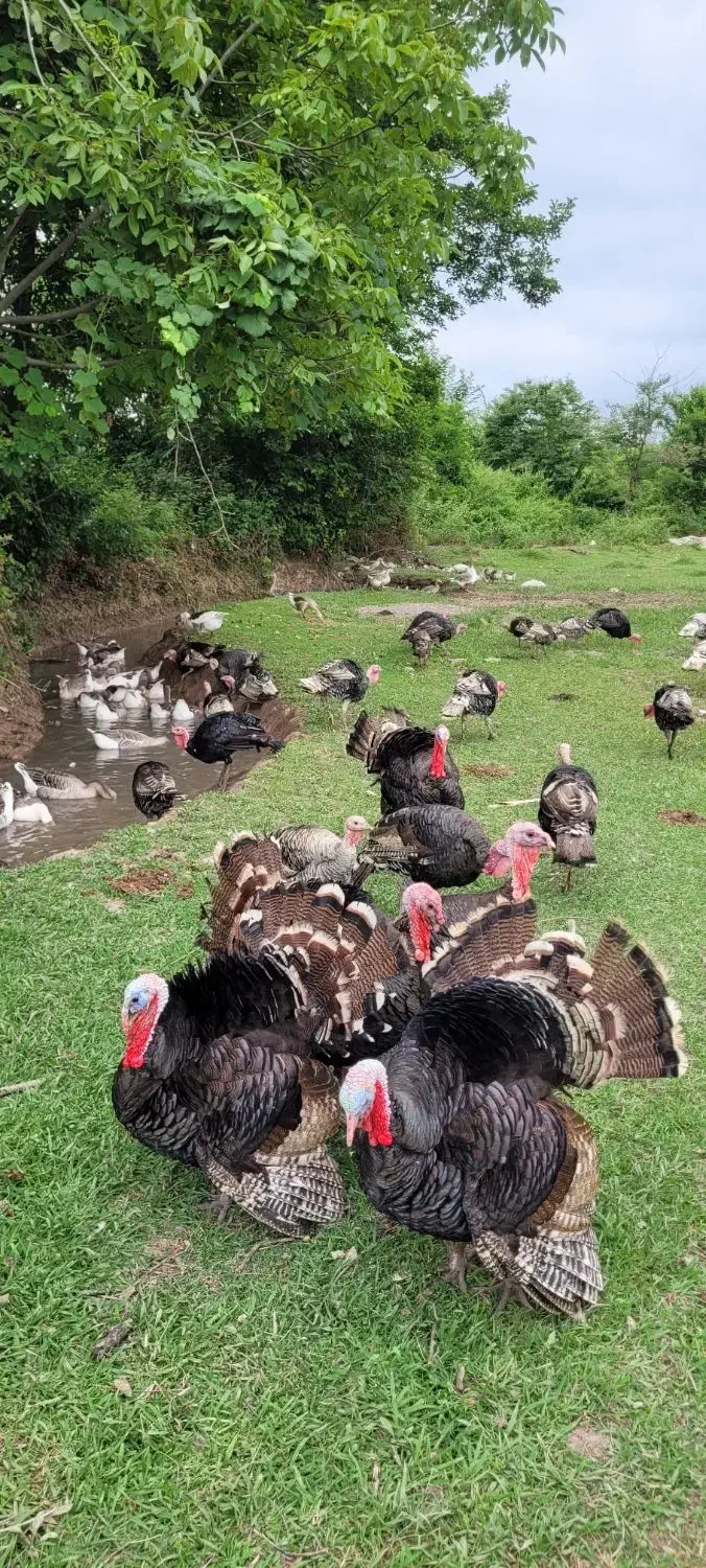 بوقلمون وغاز|حیوانات مزرعه|سنگر, |دیوار