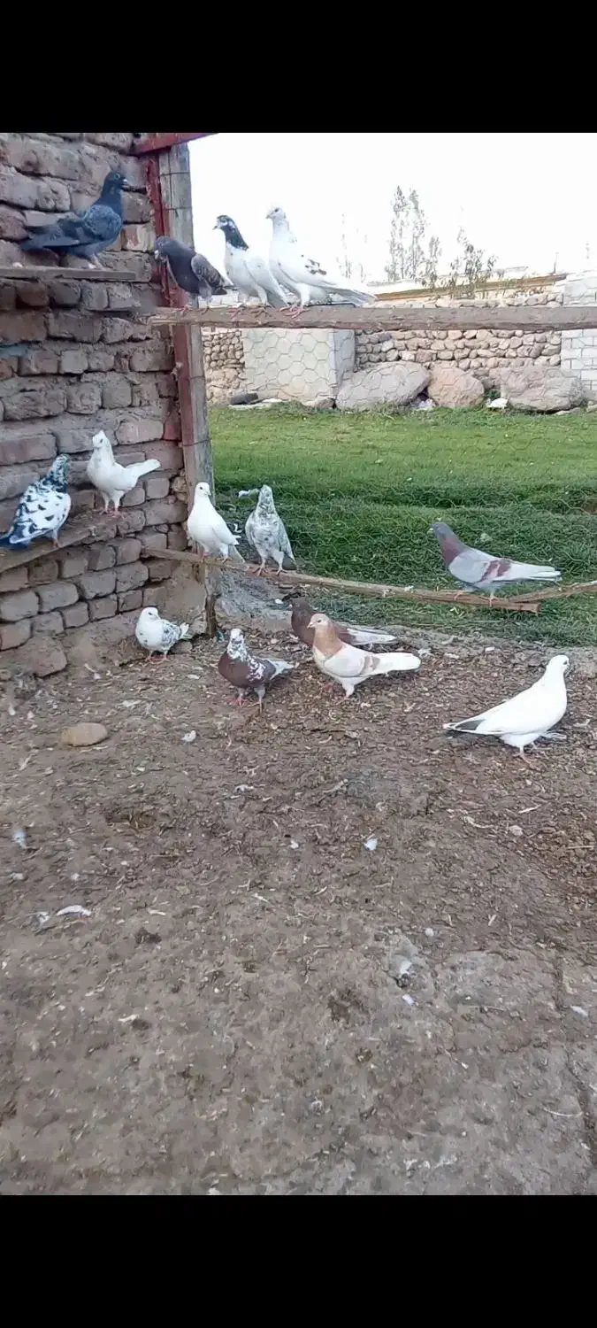 کفتر|پرنده|سبلان, |دیوار