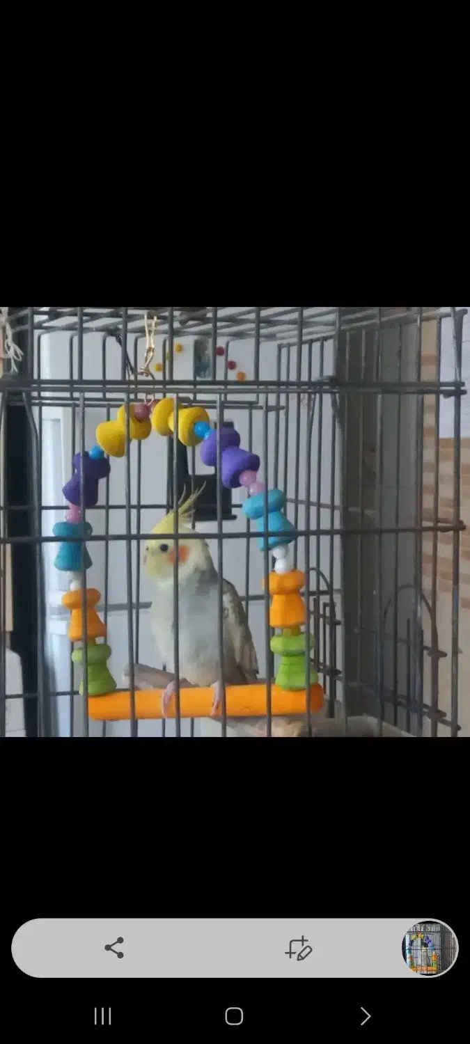 فروش عروس هلندی|پرنده|کرج, کرج نو|دیوار