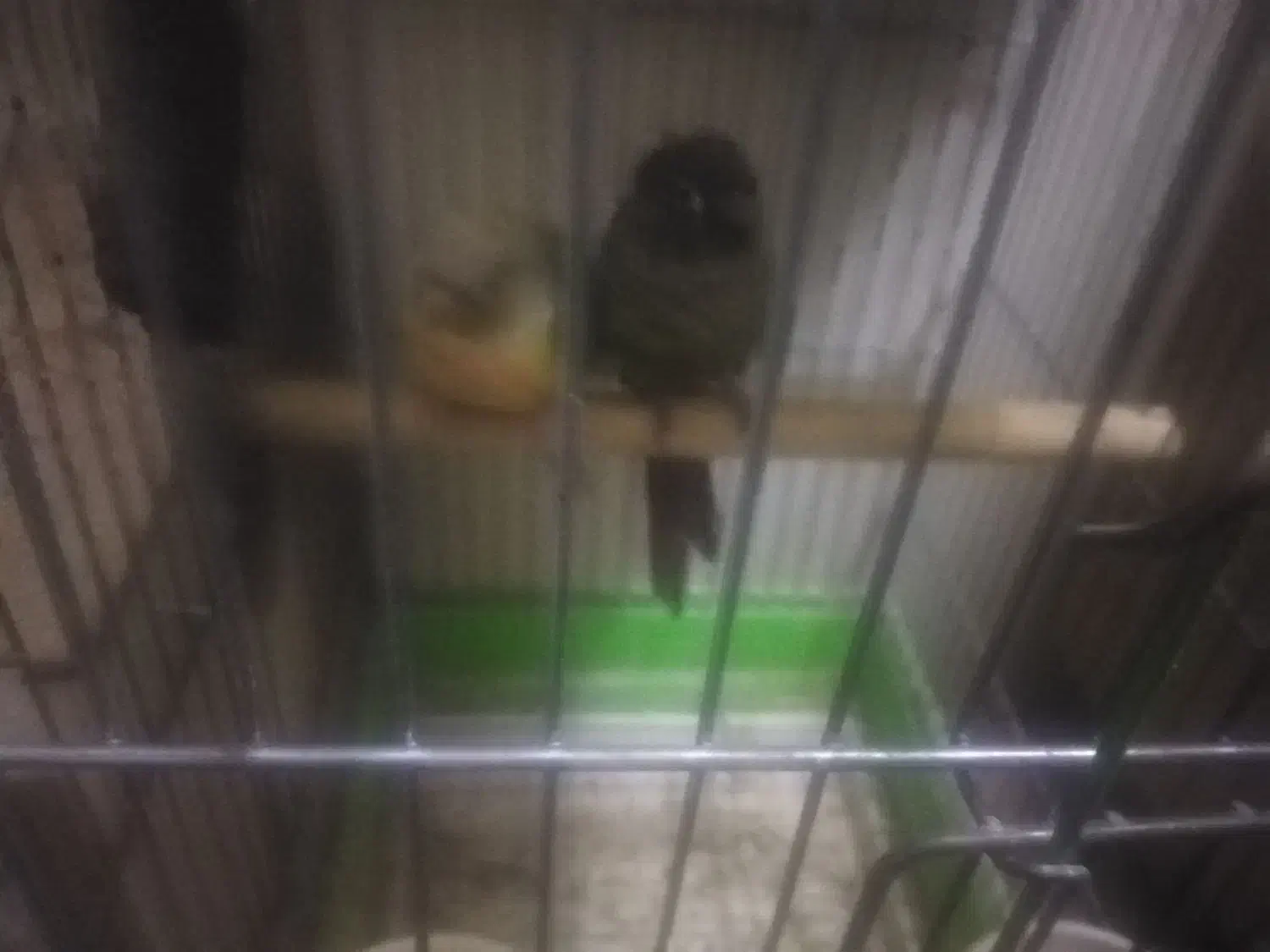 سه جفت گرینجیک فروشی و یک جفت ملنگو|پرنده|ارومیه, |دیوار