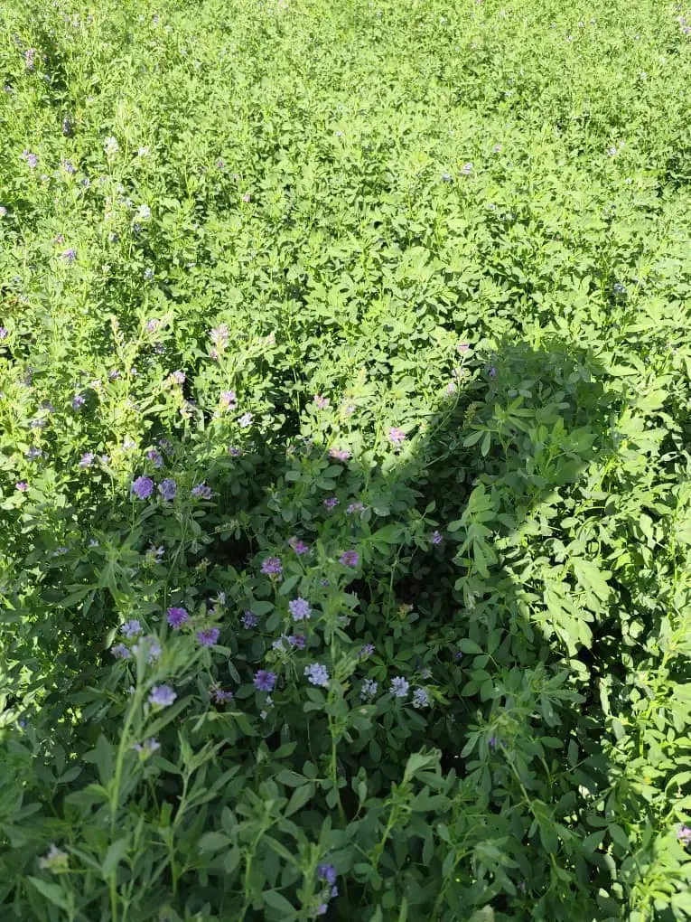 بذر یونجه|خدمات باغبانی و درختکاری|بوشهر, |دیوار