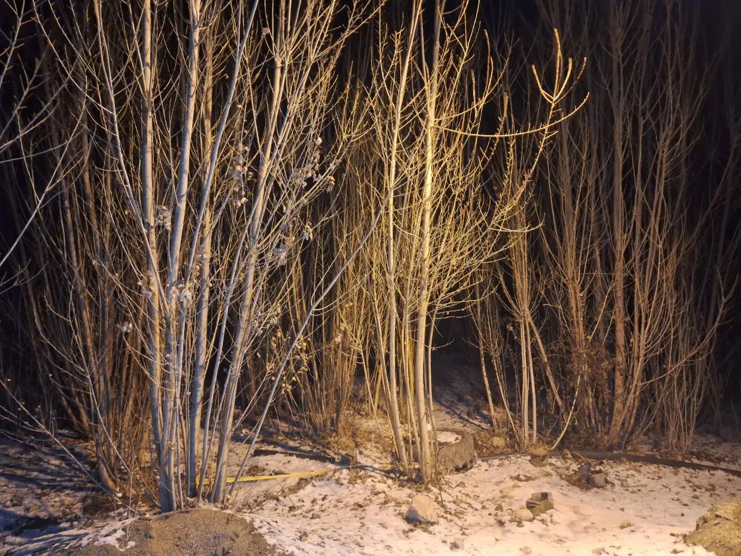 فروش درخت صنوبر|خدمات باغبانی و درختکاری|زاغه, |دیوار