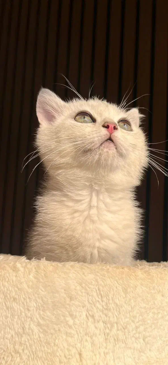 گربه سیلور اصیل|گربه|نور, |دیوار