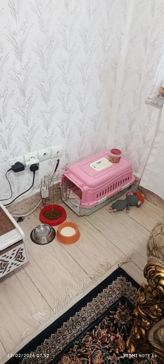 گربه ماده|گربه|تبریز, |دیوار