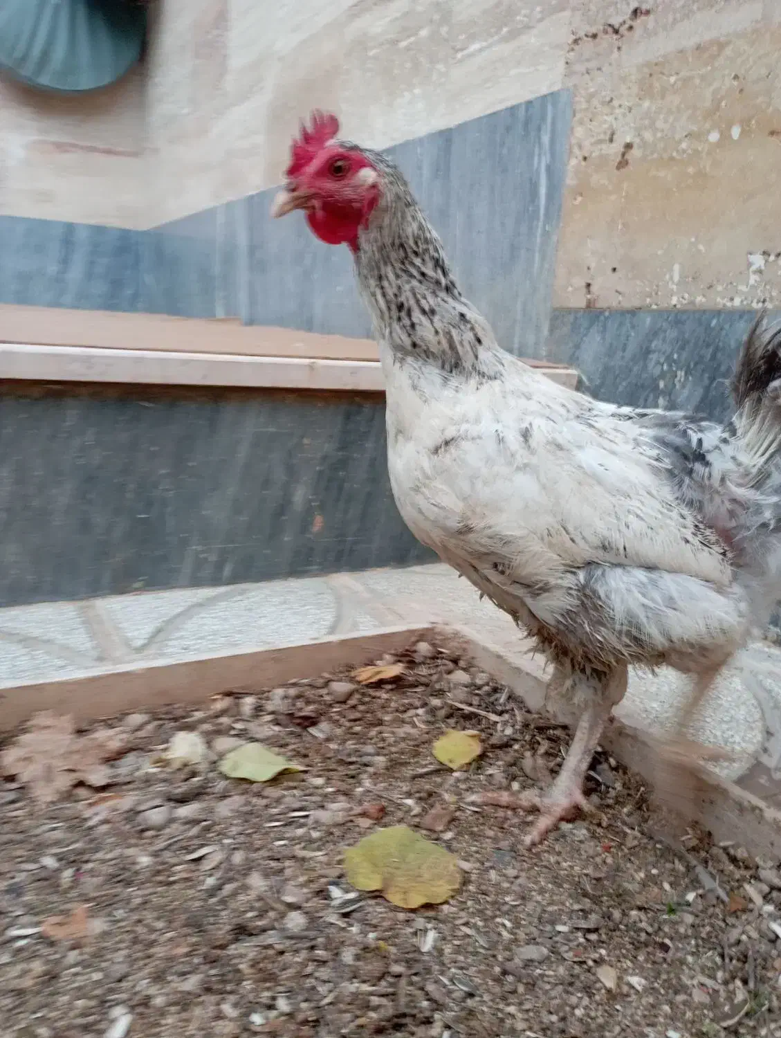 مرغ محلی|حیوانات مزرعه|شاهرود, |دیوار