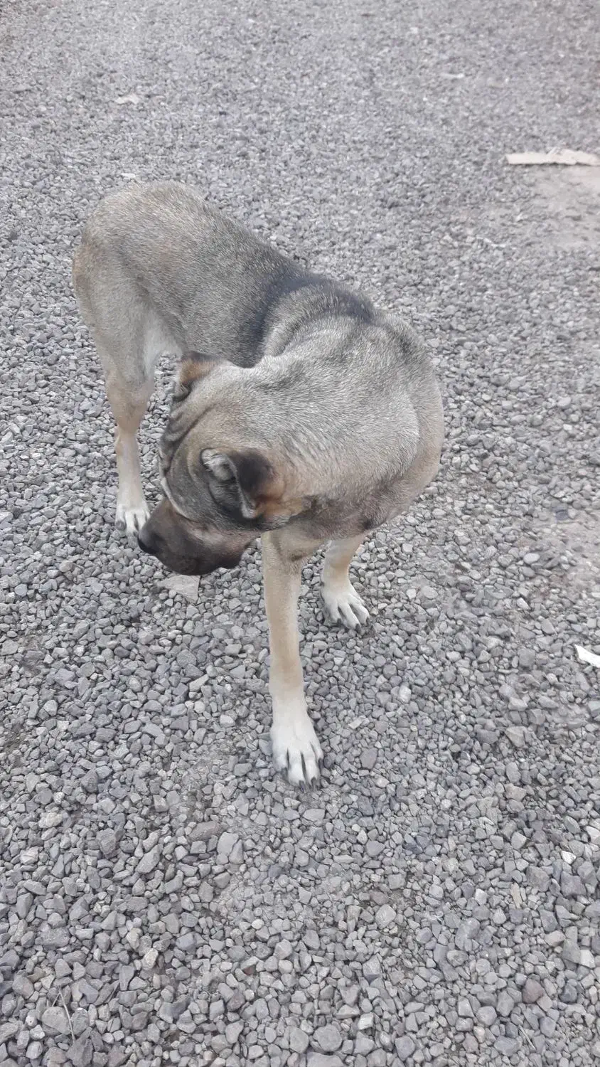 ماده سرابی|سگ|قزوین, |دیوار