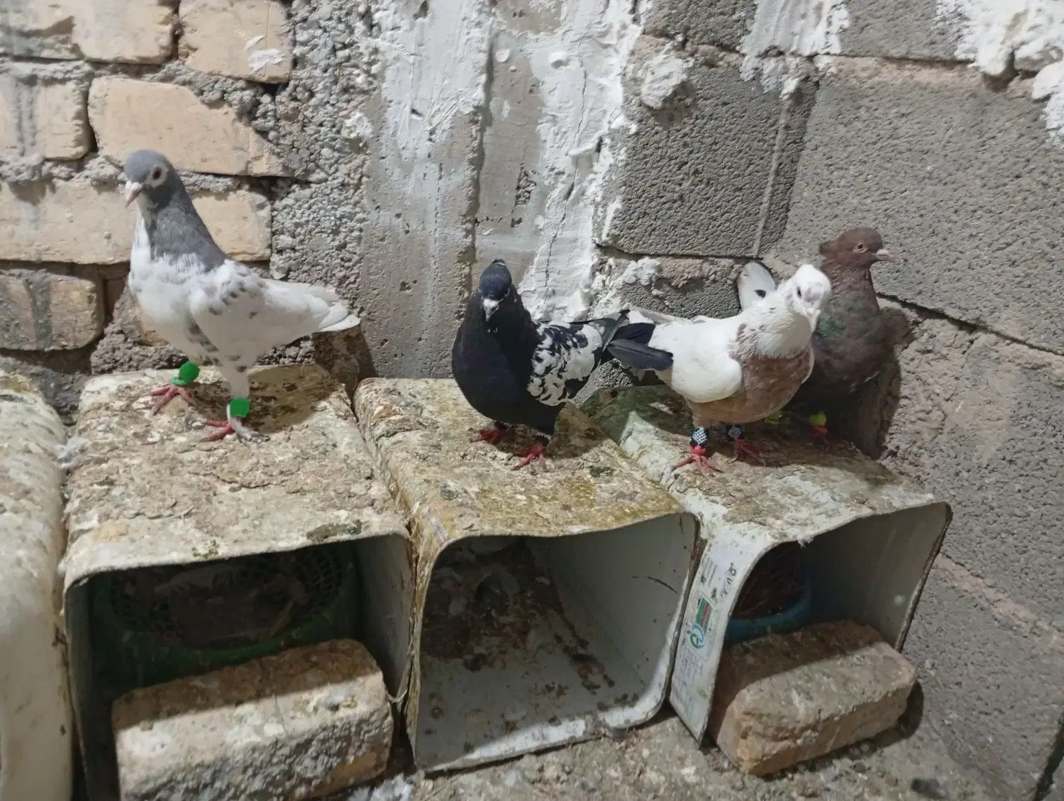 در کوشک بیدک|حیوانات|شیراز, کوشک بیدک|دیوار