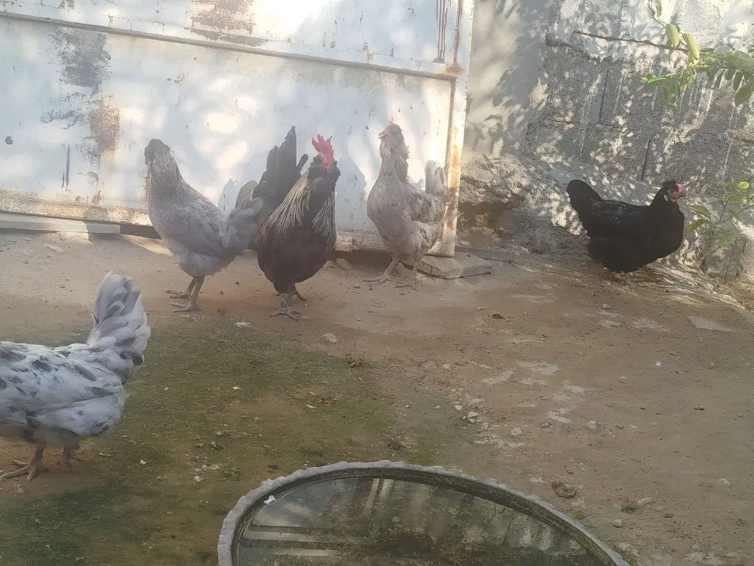 مرغ و خروس فروشی|حیوانات مزرعه|خورموج, |دیوار