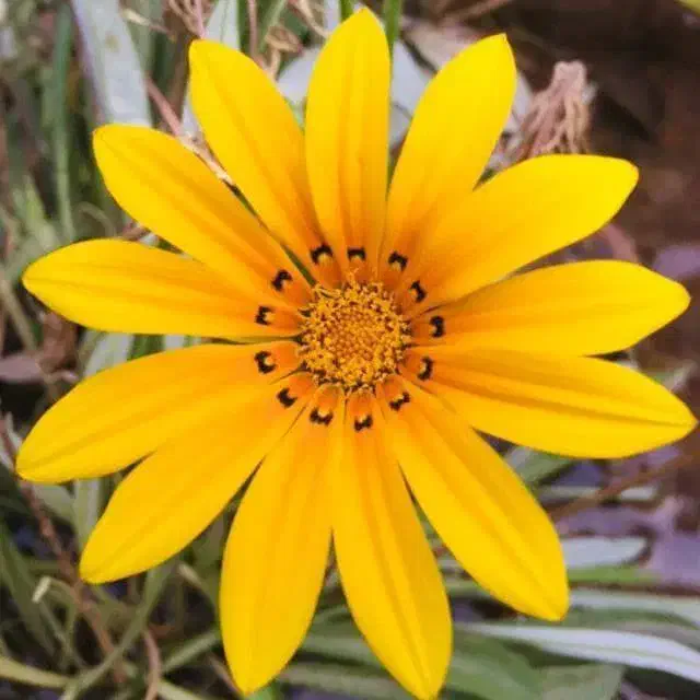 سرایدار باغ|استخدام سرایداری و نظافت|بندر گناوه, |دیوار