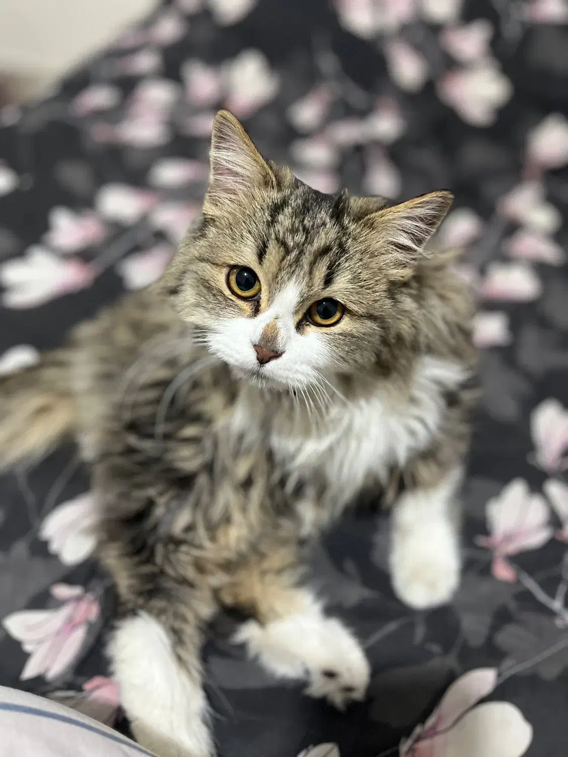 واگذاری گربه پرشین|گربه|اراک, |دیوار