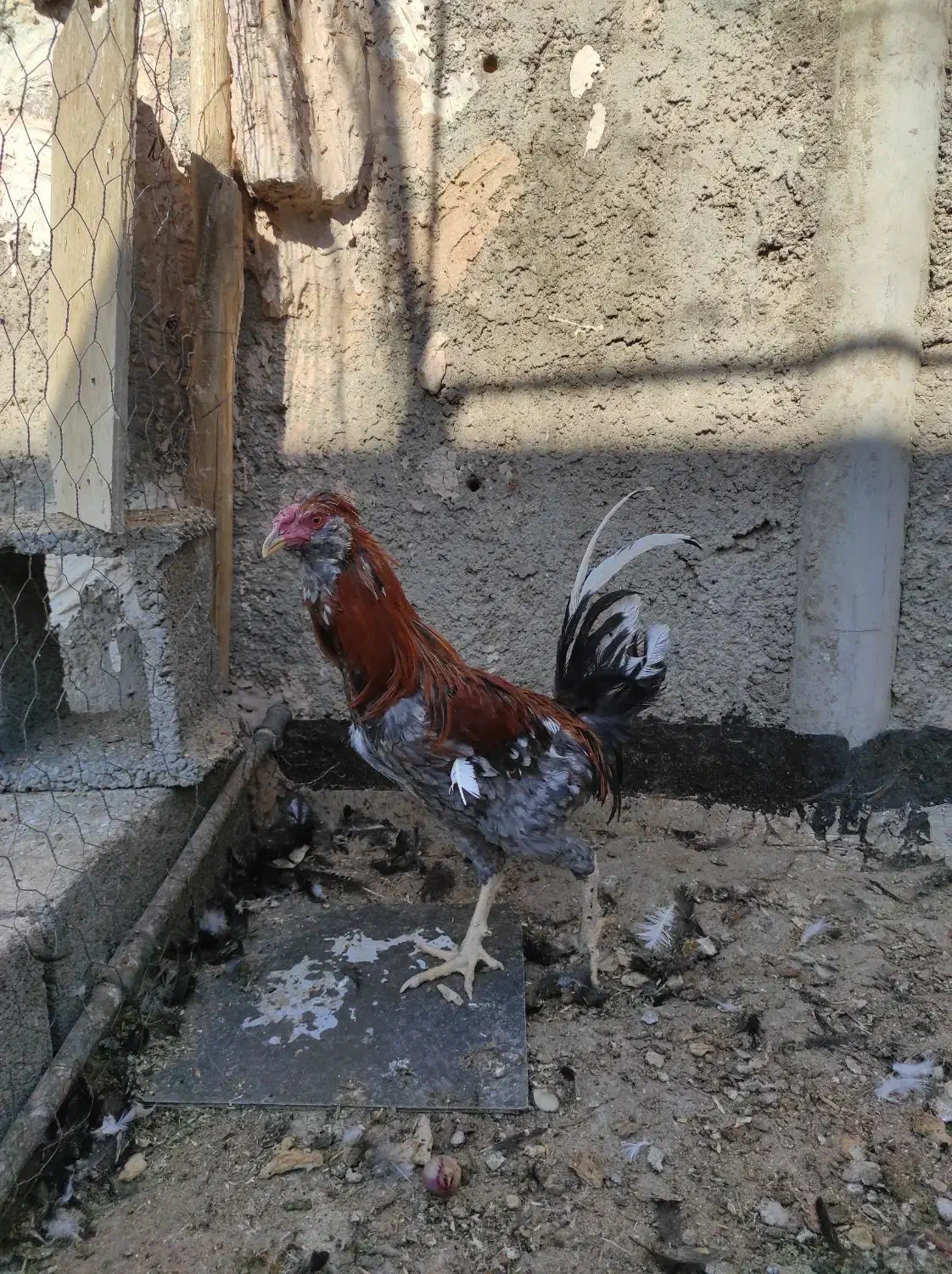 خروس|حیوانات مزرعه|حبیب آباد, |دیوار