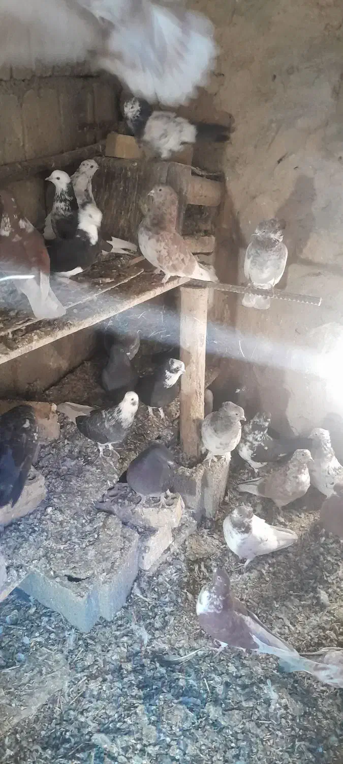 کفتر‌فروشی|پرنده|فریدونشهر, |دیوار