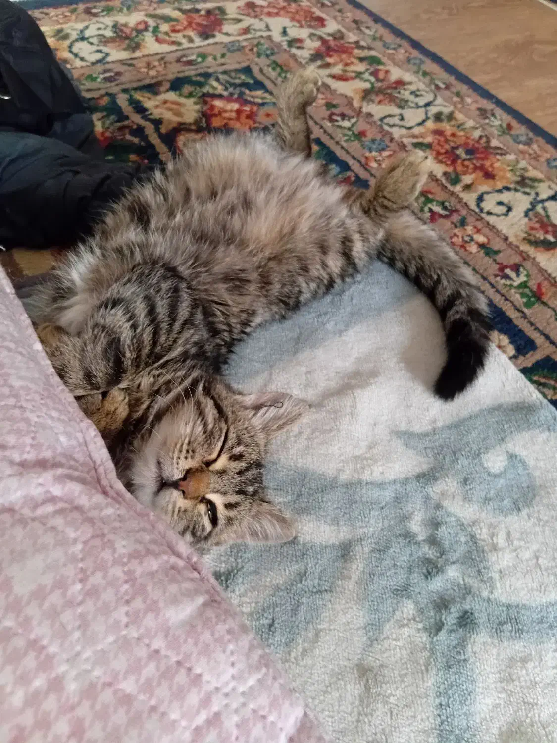 واگذاری بچه گربه ی بامزه|گربه|کرمان, |دیوار