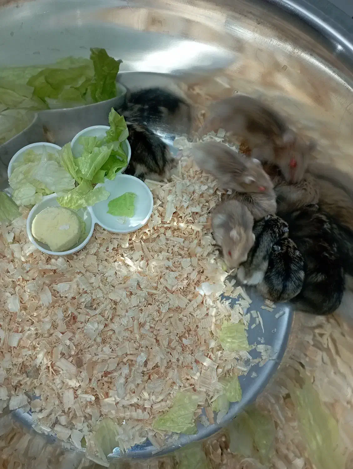 همستر روسی دونه ای ۱۰۰ تومن|موش و خرگوش|کرج, گلشهر|دیوار