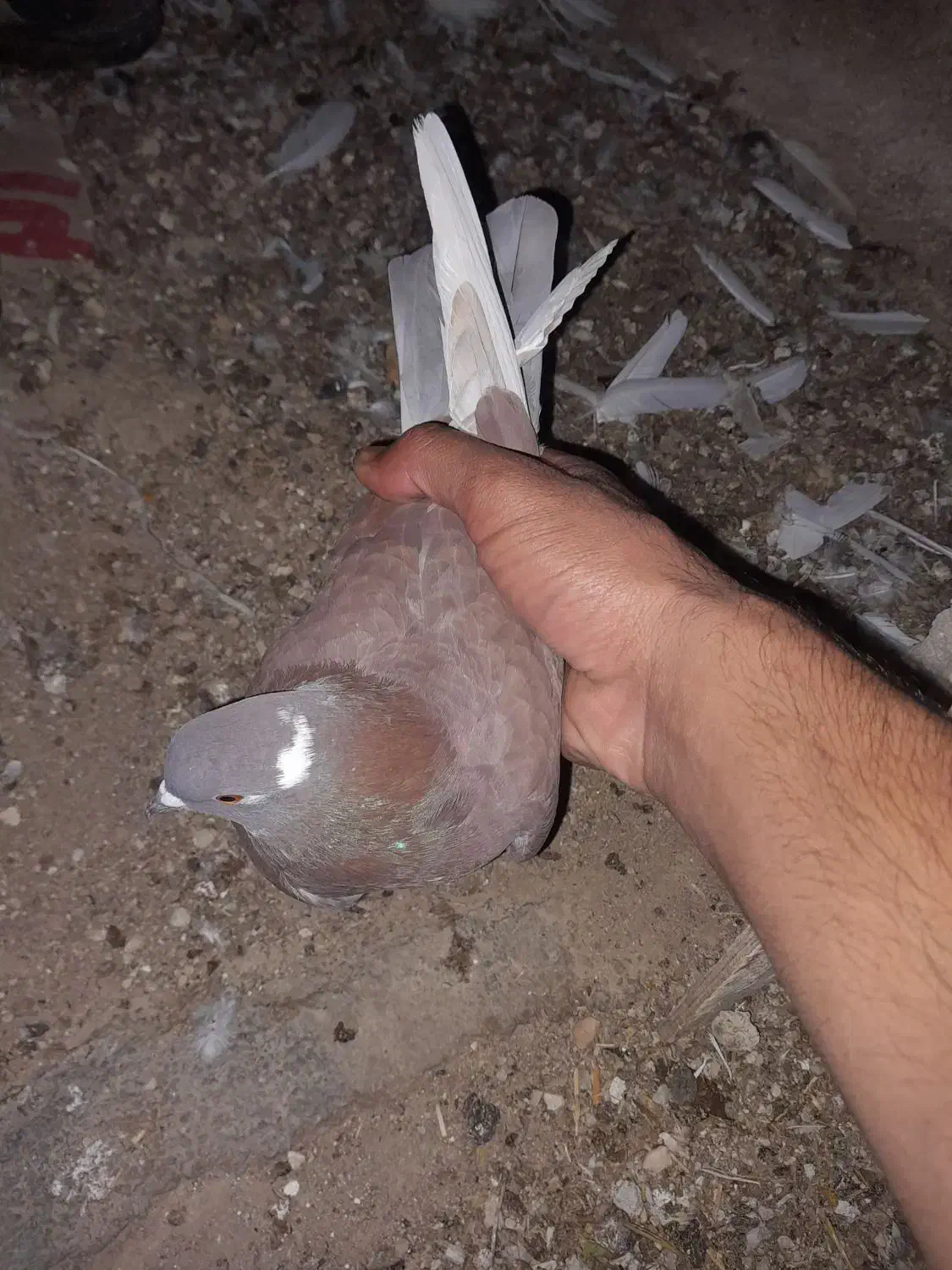 کبوتر|پرنده|سرپل ذهاب, |دیوار