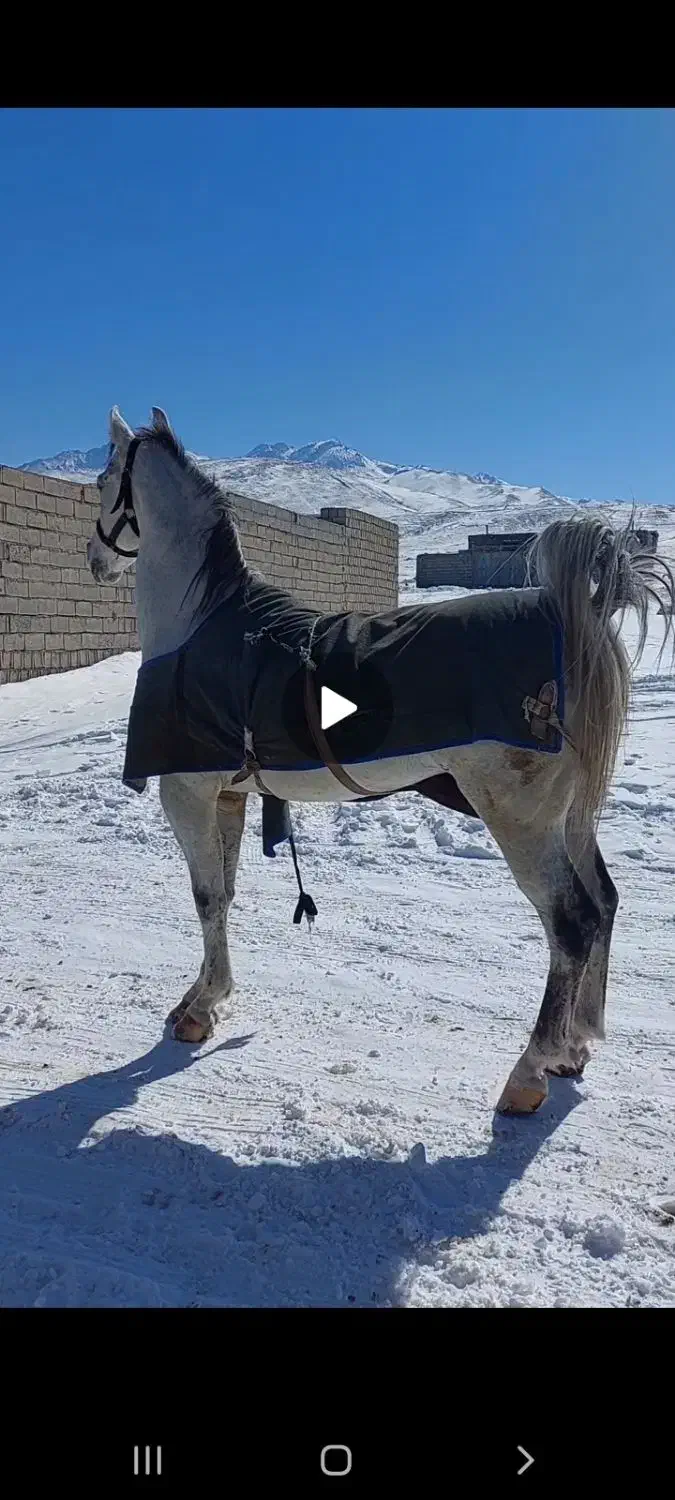 اسب کردو عرب|اسب و تجهیزات اسب‌سواری|مشگین شهر, |دیوار