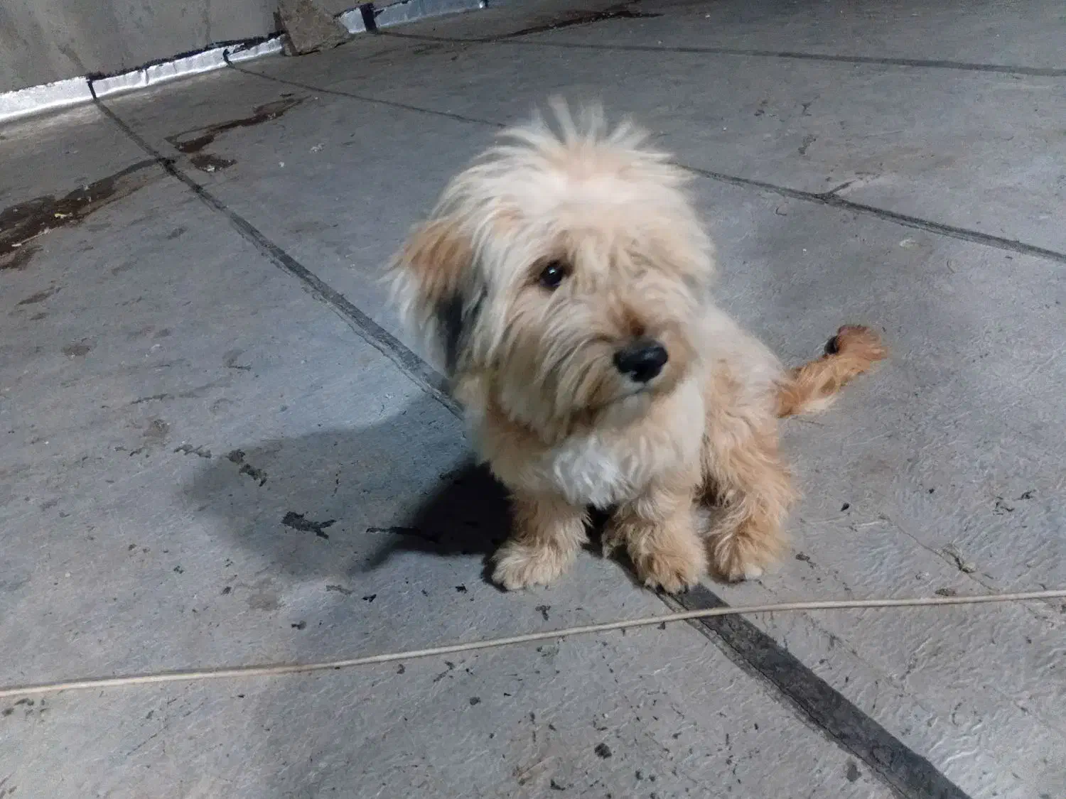 توله یک ساله نیت|سگ|نیشابور, شهرک بهداری|دیوار