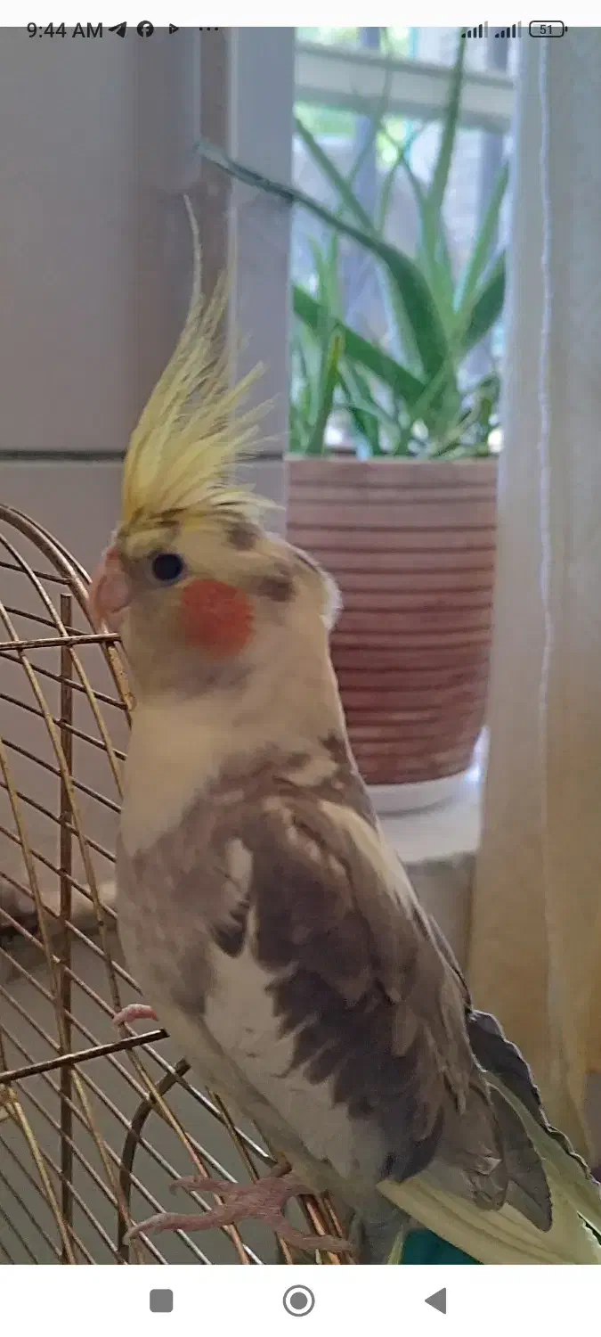 عروس هلندی گمشده|حیوانات|کرمان, |دیوار