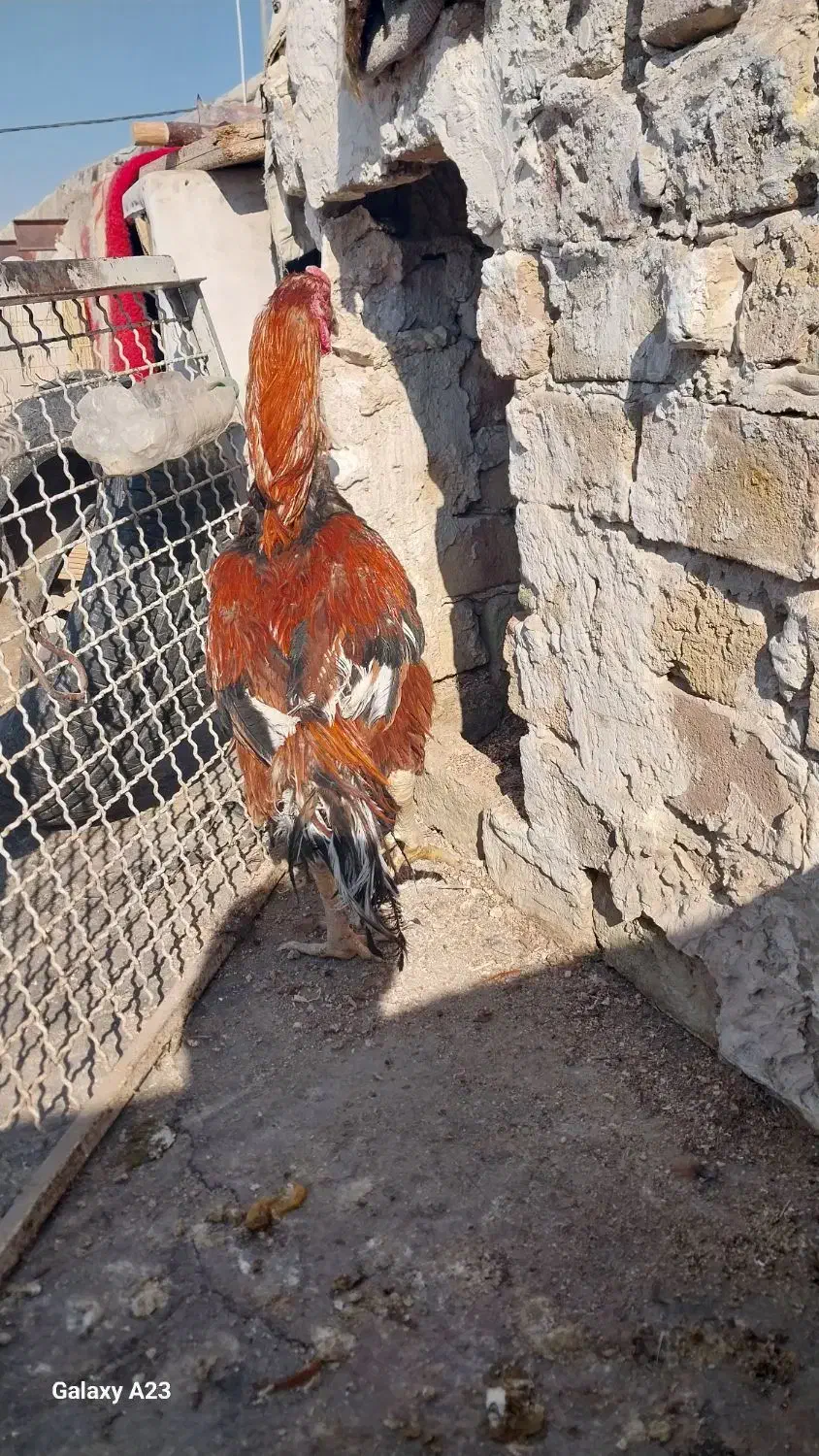 خروس لاری|حیوانات مزرعه|رباط‌کریم, انجم آباد|دیوار