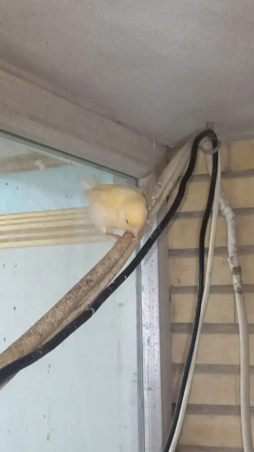 معاوضه با  عروس هلندی نر|پرنده|بندرعباس, |دیوار