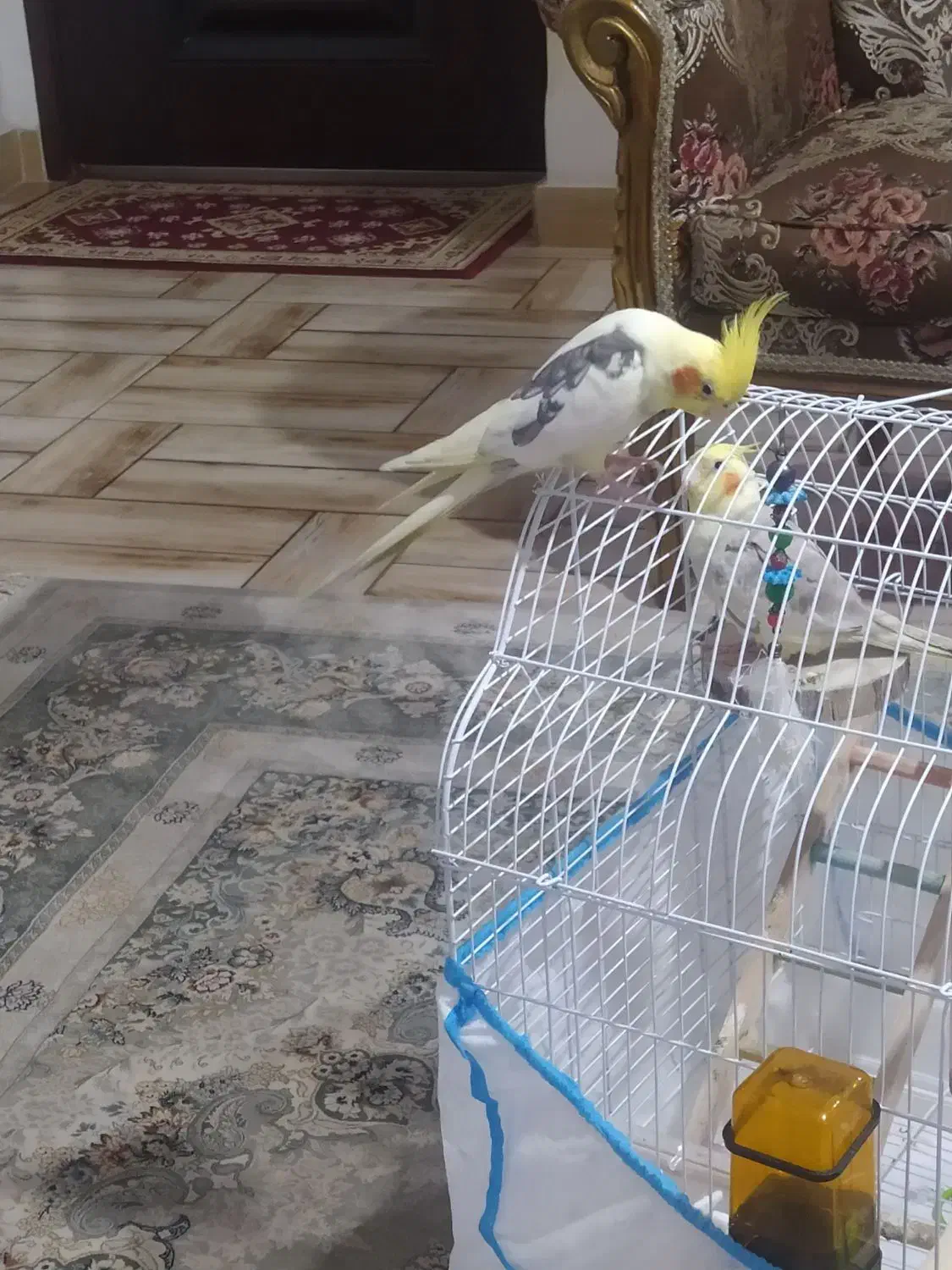 دو عدد طوطی عروس هلندی نر زیبا|پرنده|رشت, سعدی (تختی)|دیوار