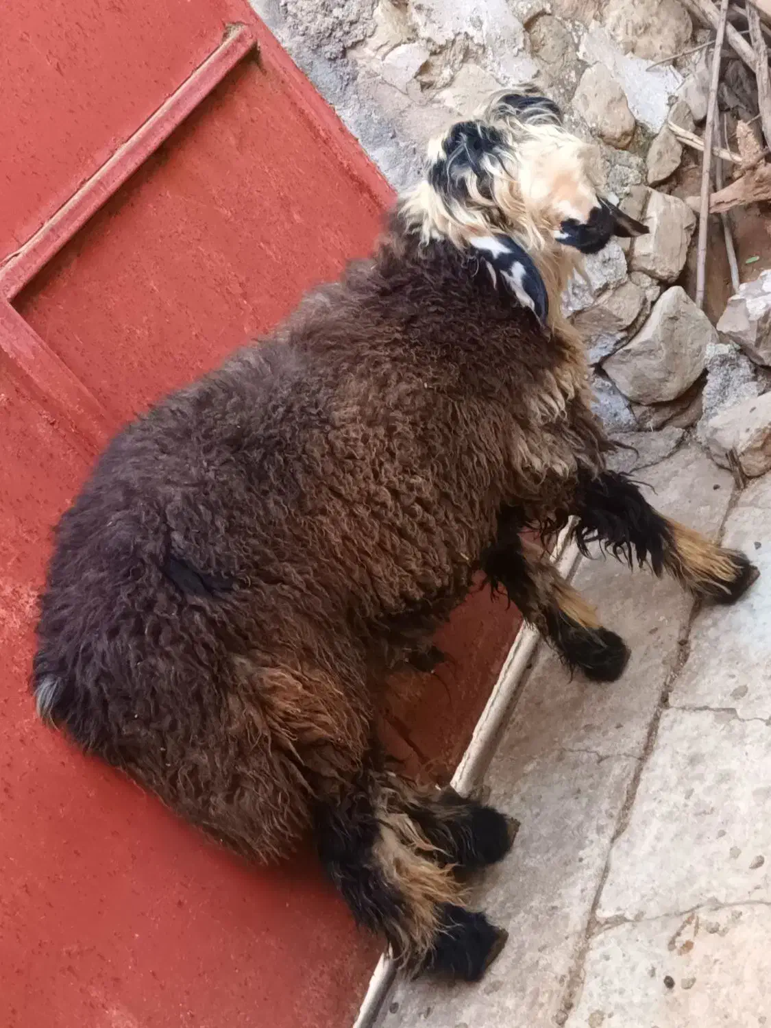 بره چاق|حیوانات مزرعه|مسجد سلیمان, |دیوار