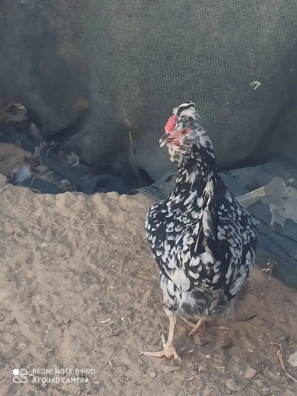 تخم مرغ گلین|حیوانات مزرعه|برازجان, |دیوار