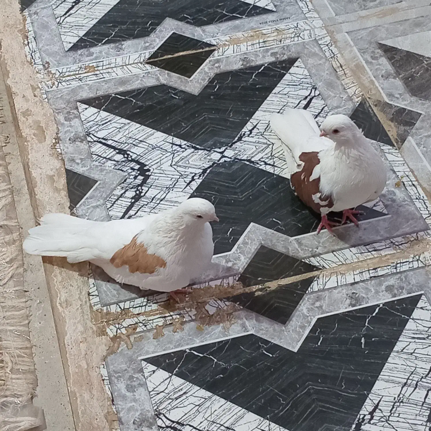 دوجفت پشدار زات دار|پرنده|جیرفت, |دیوار