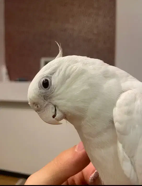 عروس هلندی آلبینو چشم شرابی فول دستی ماده|پرنده|قم, شاه سید علی|دیوار