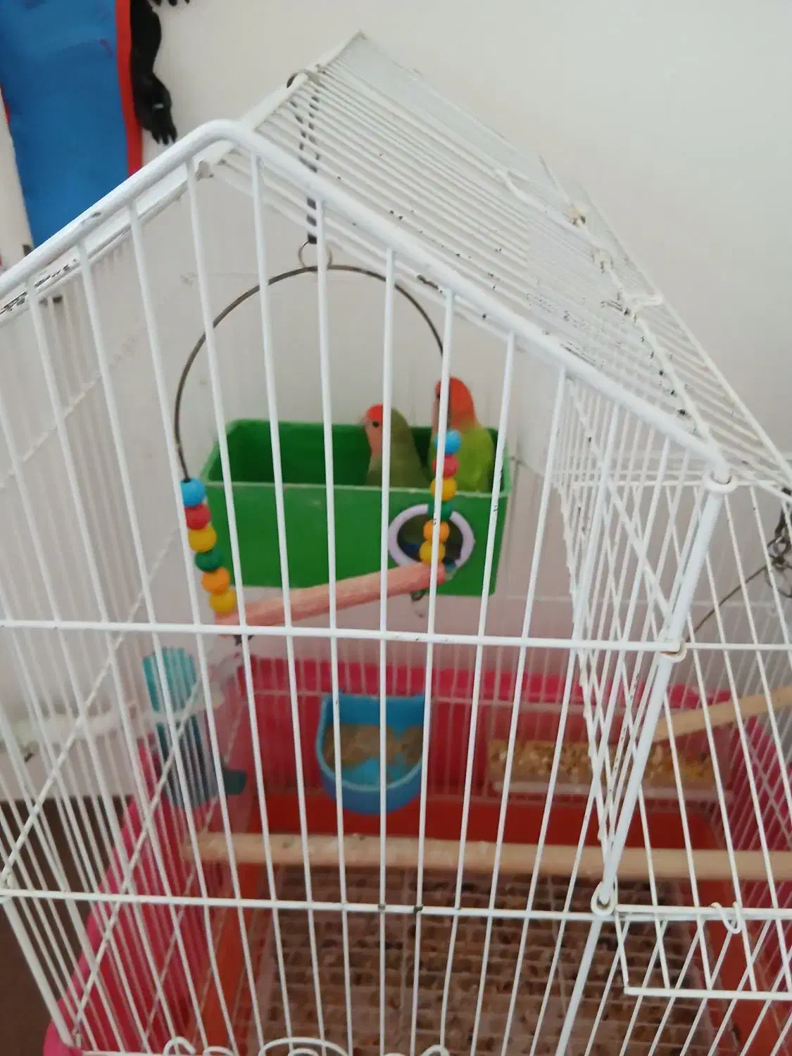 طوطی برزیلی|پرنده|اردبیل, |دیوار