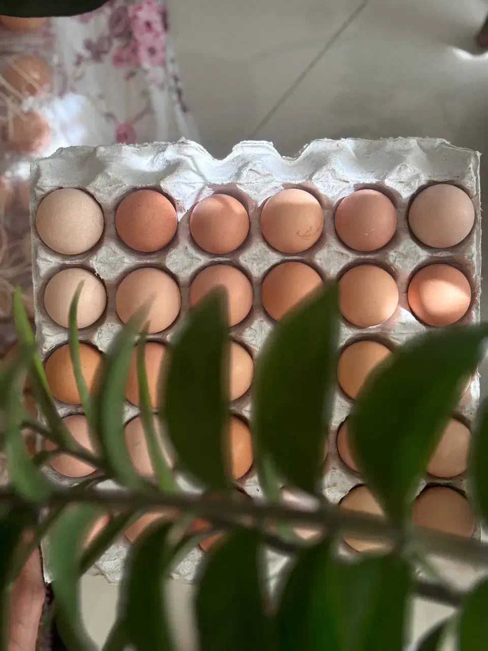 تخم‌مرغ محلی شکسته مخصوص حلوا زرده|خوردنی و آشامیدنی|همدان, |دیوار