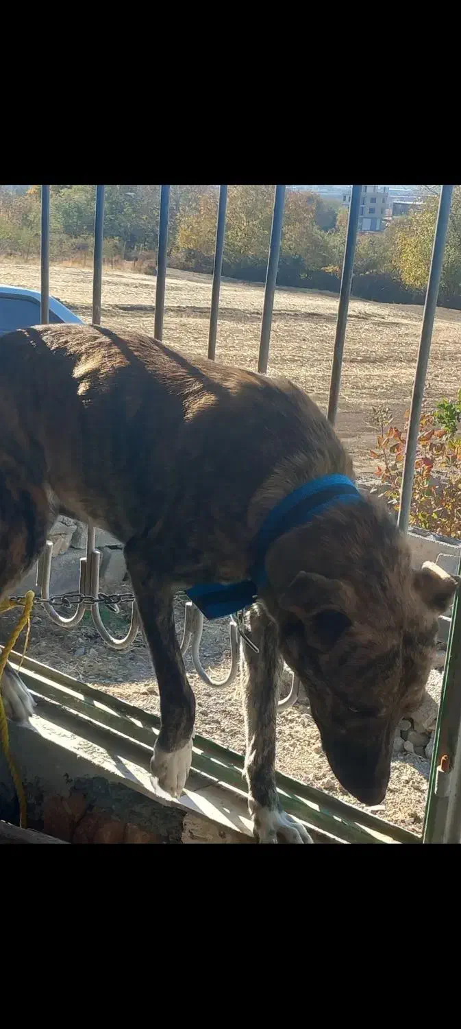 واگذاری ماده افغان۷ماهه باهوش وگوشگیر|سگ|سنندج, |دیوار