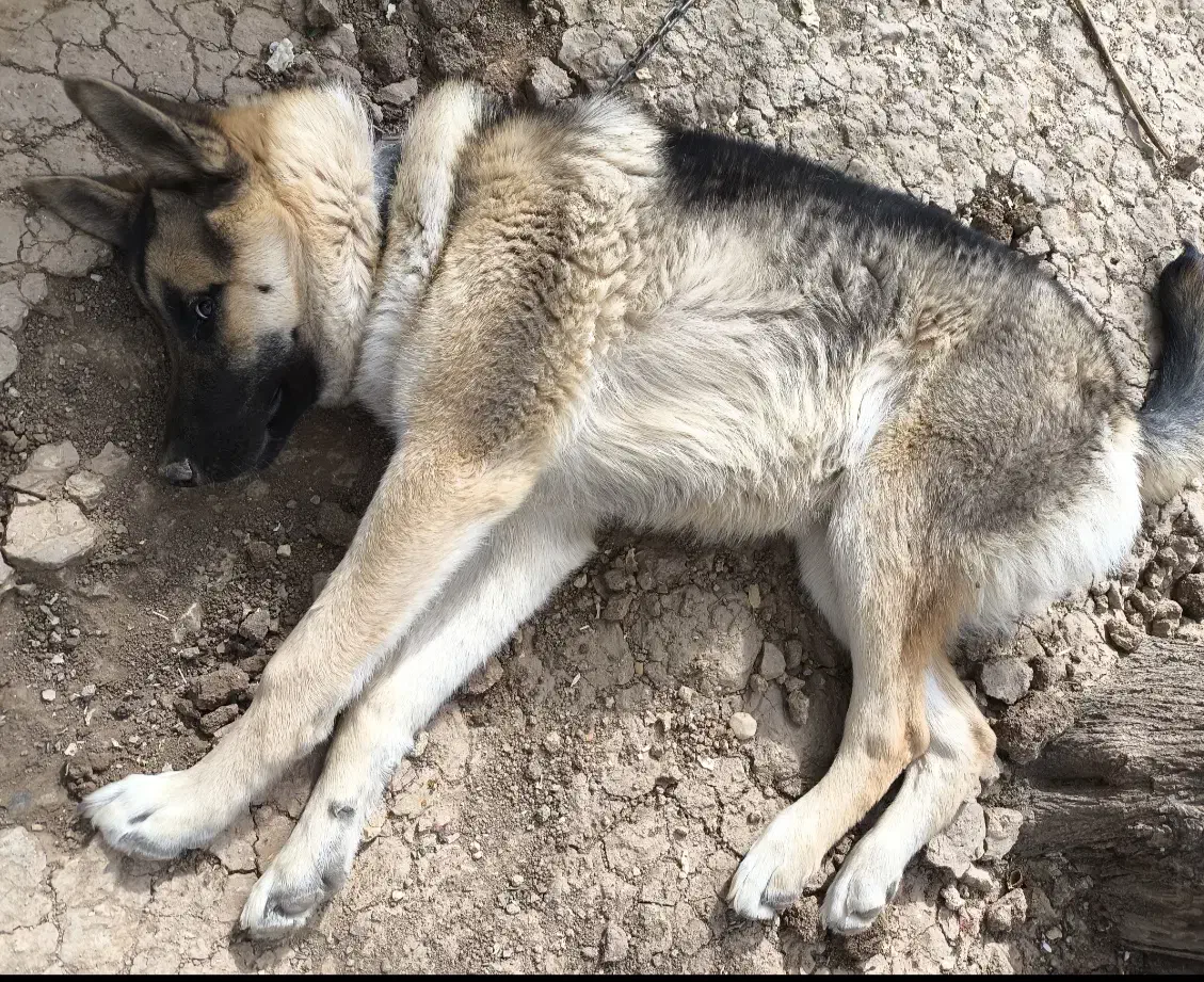 سگ نژاد ژرمن یک ساله|سگ|اردل, |دیوار