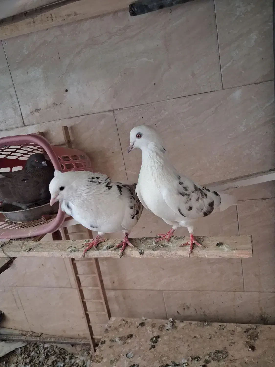 کفتر پرشی|پرنده|تهران, جلیلی|دیوار