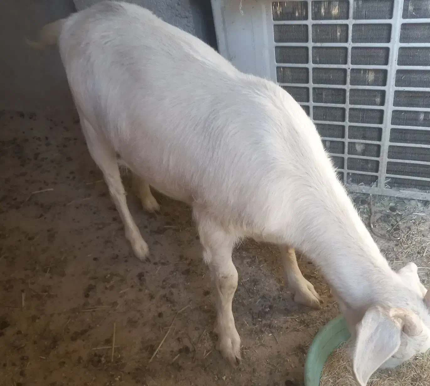 بزسانن|حیوانات مزرعه|پاکدشت, پاکدشت (مامازند)|دیوار