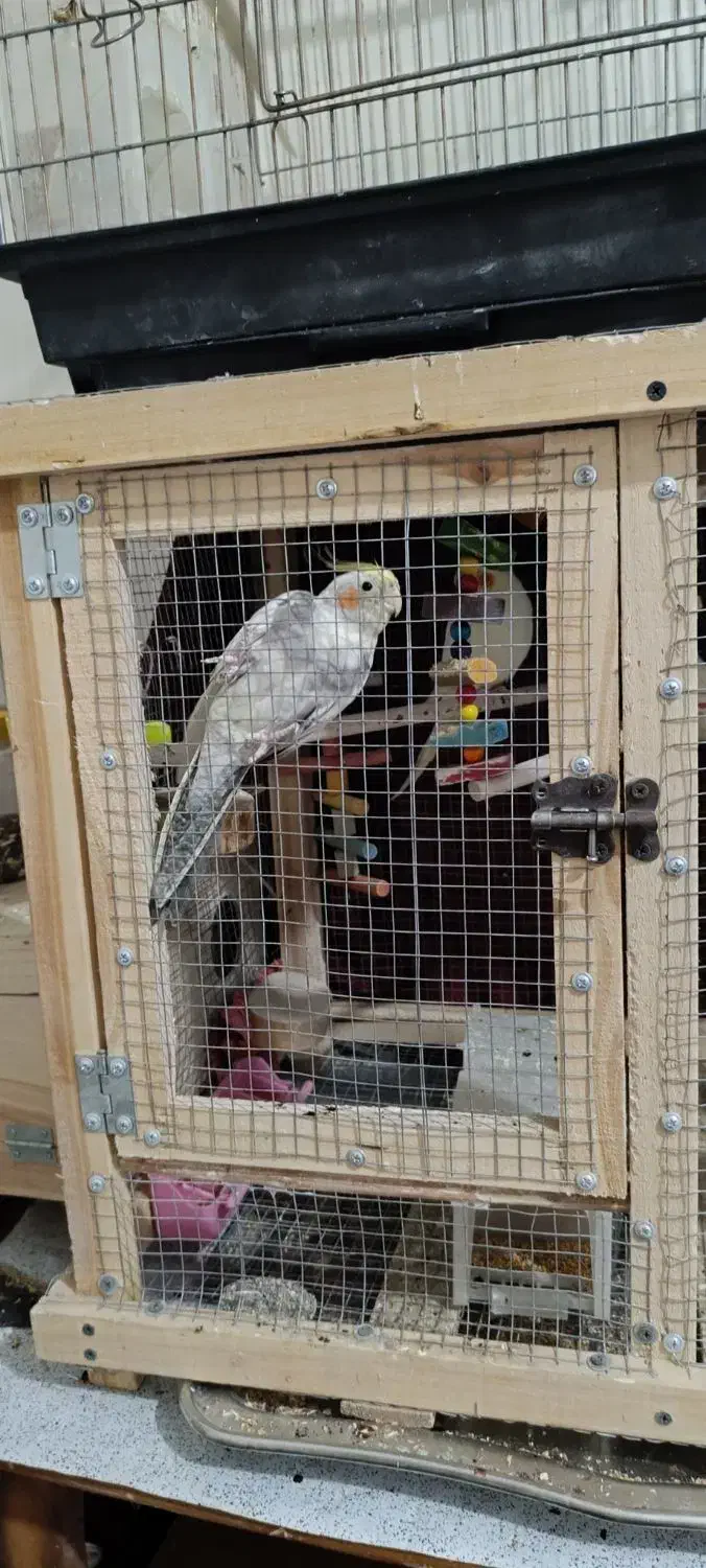 عروس هلندی|پرنده|مبارکه, |دیوار