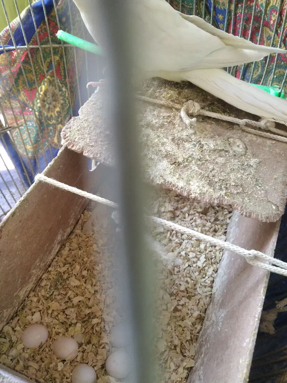 یک جفت عروس هلندی سخنگو با تخم و قفس بزرگ|پرنده|مشهد, انقلاب|دیوار