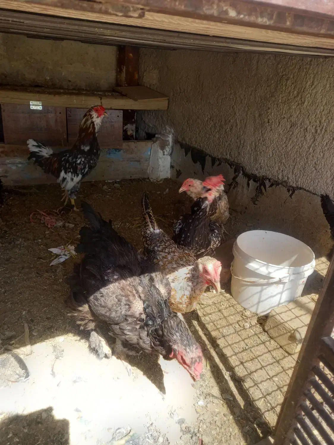 گلین معاوضه عروس هلندی برزیلی فنچ کینگ قناری و..|پرنده|محمدشهر, محمدشهر|دیوار