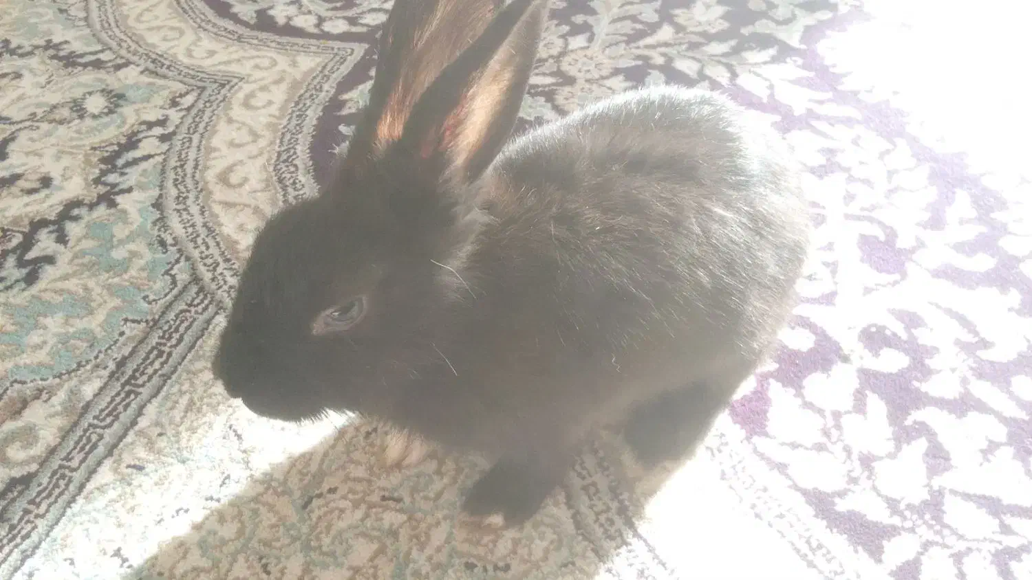 خرگوش|موش و خرگوش|ارومیه, |دیوار