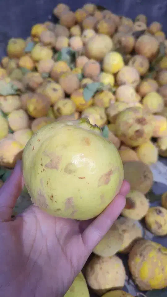 به تازه بوانات|خوردنی و آشامیدنی|شیراز, شهرک صدا و سیما|دیوار