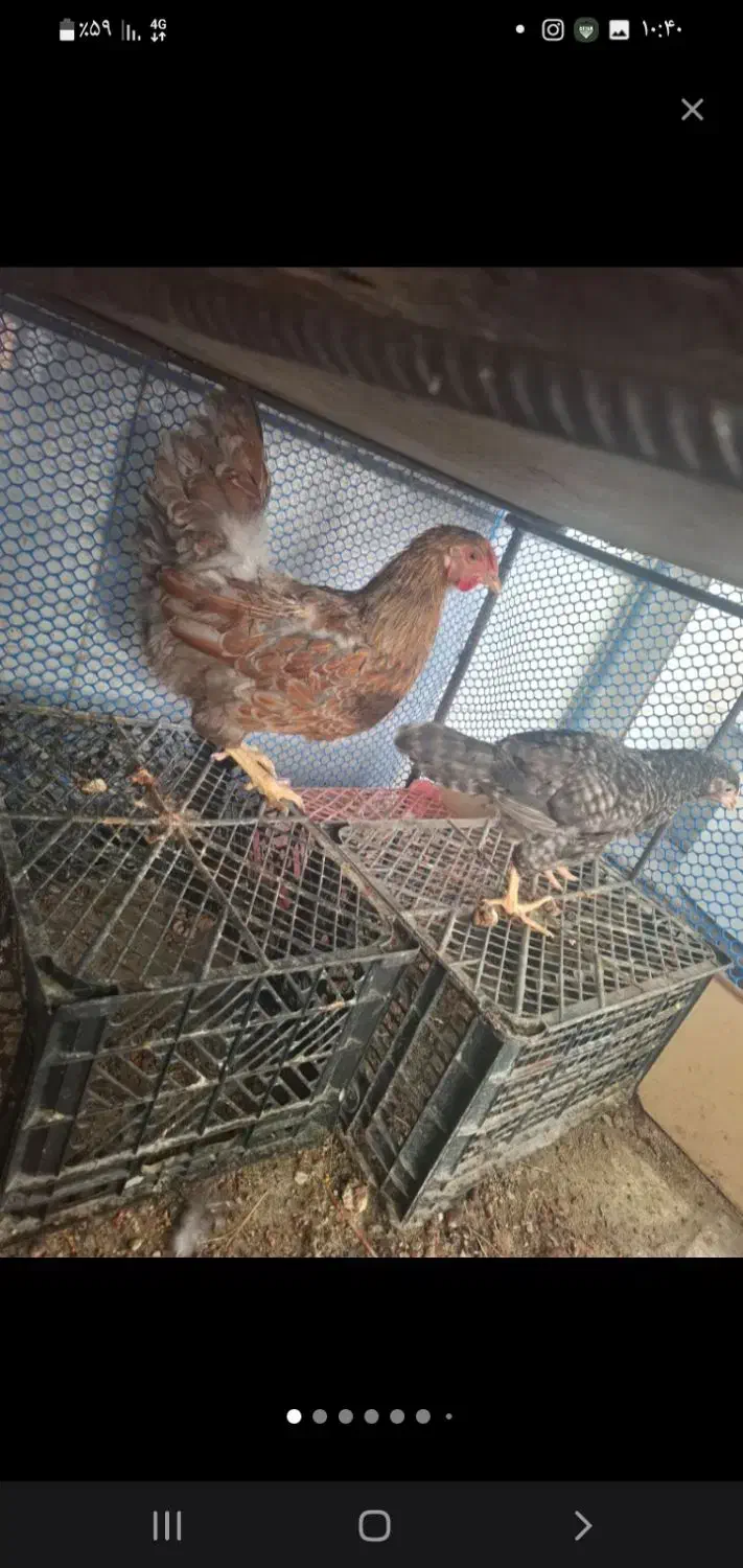 مرغو خروس دزدیده شده|حیوانات|گرگان, |دیوار